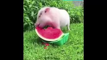 猪猪吃小瓜,小瓜的甜蜜邂逅