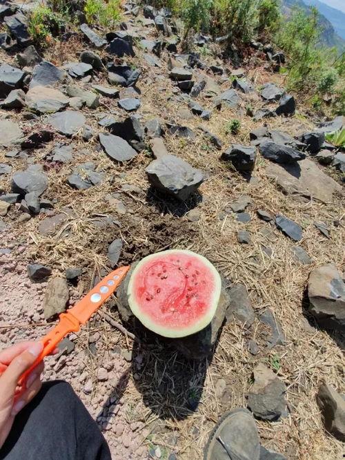 在山上吃海瓜好吗