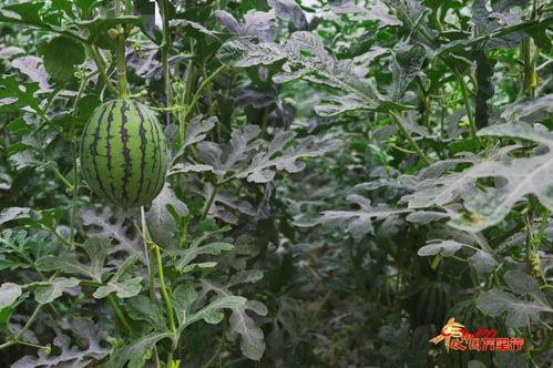 丰哥吃瓜,揭秘娱乐圈幕后故事