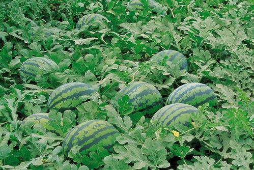 北岭山吃瓜,夏日消暑美食之旅