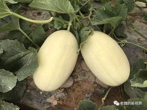 边打球边吃瓜,运动与休闲的完美融合