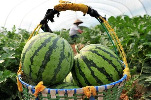 信号差吃瓜视频