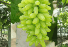 镇平贴吧吃瓜,揭秘当地热门吃瓜事件，一网打尽网友热议焦点