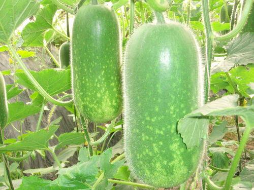 吃瓜事件封面图片大全