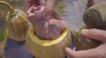 鸽子吃老瓜吗,对老瓜的偏好与觅食习性探究