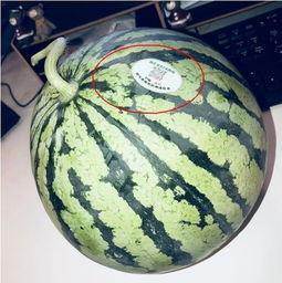 青州网红吃瓜,揭秘背后真相与网络舆论风暴