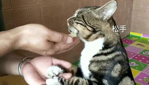 猫咪吃蓝瓜,蓝瓜引发的美食探险记