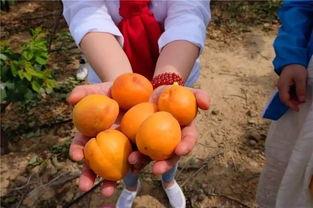 麦地吃瓜拍照,夏日田园摄影新风尚