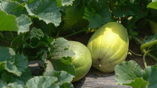初夏吃瓜小说,一场穿越时空的甜蜜邂逅