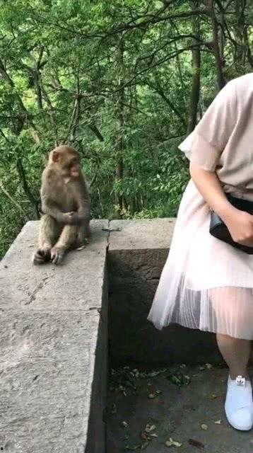 吃瓜的猴子姐,揭秘娱乐圈幕后故事