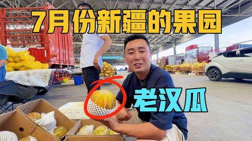 新疆大叔吃老汉瓜视频,瓜香四溢，民俗风情尽展眼前