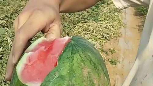 能扒皮吃的瓜,那些能扒皮吃的瓜的秘密与美味