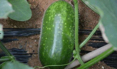 吴江九院吃瓜,真相与争议交织