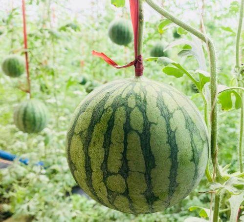 稳稳的吃瓜,轻松掌握娱乐圈动态