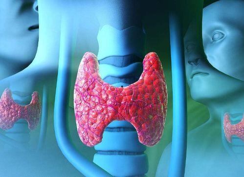 吃瓜对甲状腺好吗,吃瓜对甲状腺健康的影响解析