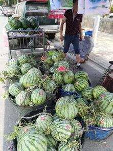 青岛胶州吃瓜事件,一场网络热议背后的真相与反思