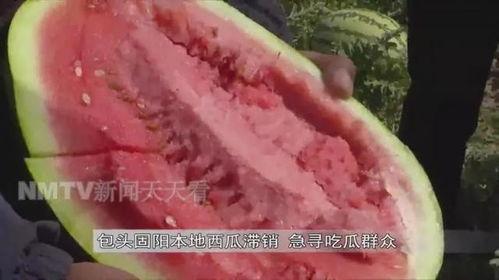 急寻吃瓜群众,全民参与，共赏瓜界风云