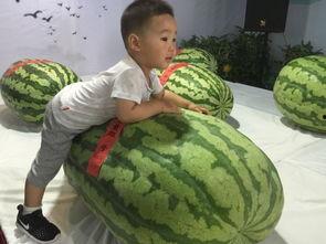 看花吃瓜事件,揭秘网络事件背后的真相与反思