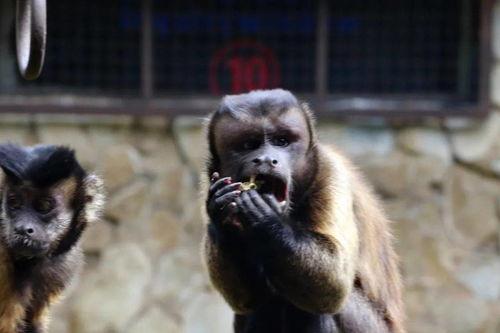 吃瓜变猴子,揭秘神奇生物的奇幻之旅