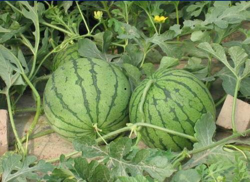 沂水吃瓜事件视频最新,一场网络热议背后的真相揭秘